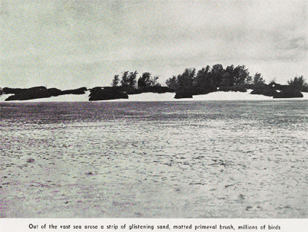 A strip of glistening sand millions of birds