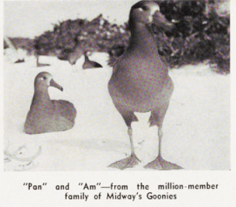 "Pan" and "Am" from the million member family of Midway's Goonies from Pan American Air Ways Supplement 1, 1935.